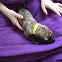 Yellow color female , a female Irish Wolfhound for sale in Caneadea, NY – 3 of 10