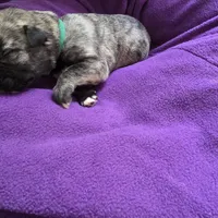 Green female (was salmon pink), a female Irish Wolfhound for sale in Caneadea, NY – 8 of 9