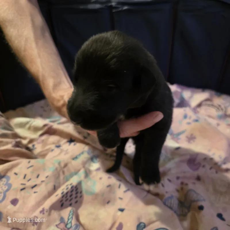 Pink female – Irish Wolfhound puppy for sale in Caneadea, NY
