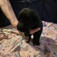 Pink female, a female Irish Wolfhound for sale in Caneadea, NY – 1 of 7