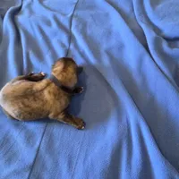 Opal J puppy, a male Irish Wolfhound for sale in Caneadea, NY – 4 of 10