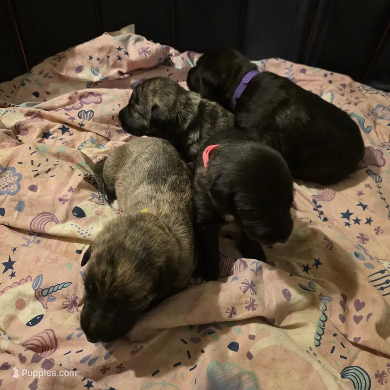 Pink female – Irish Wolfhound puppy for sale in Caneadea, NY