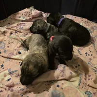 Pink female, a female Irish Wolfhound for sale in Caneadea, NY – 6 of 7