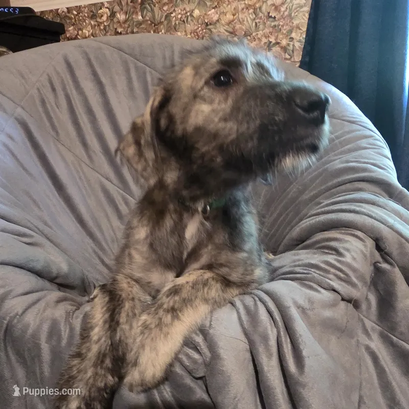 Green female – Irish Wolfhound puppy for sale in Caneadea, NY