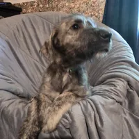 💚 💚 Female 💚  💚, a female Irish Wolfhound for sale in Caneadea, NY – 1 of 8