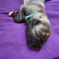 Green female (was salmon pink), a female Irish Wolfhound for sale in Caneadea, NY – 1 of 9