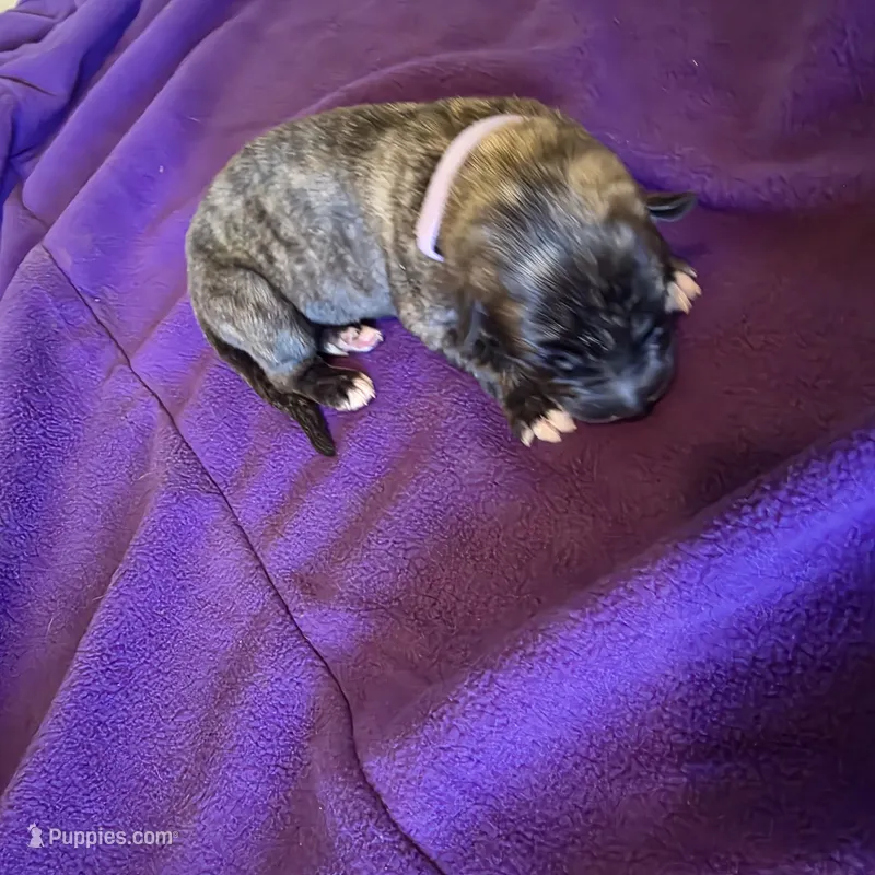 Light purple female  – Irish Wolfhound puppy for sale in Caneadea, NY
