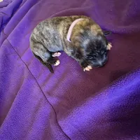 Light purple female , a female Irish Wolfhound for sale in Caneadea, NY – 1 of 7