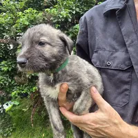Green female, a female Irish Wolfhound for sale in Caneadea, NY – 6 of 9