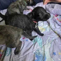 Pink female, a female Irish Wolfhound for sale in Caneadea, NY – 8 of 10