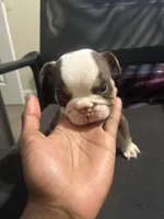 Lover Boy, a male English Bulldog for sale in Atlanta, GA – Photo 1 of 4