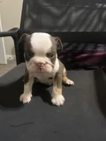 Lover Boy, a male English Bulldog for sale in Atlanta, GA – Photo 2 of 4