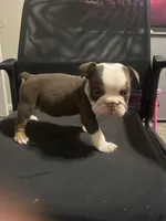 Lover Boy, a male English Bulldog for sale in Atlanta, GA – Photo 4 of 4