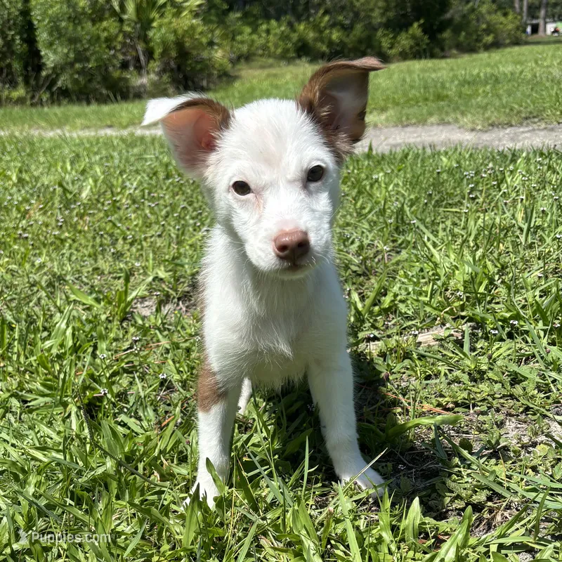Max – Pembroke Welsh Corgi, Miniature Australian Shepherd puppy for sale in Saint Augustine, FL