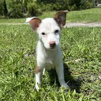 Max, a male Pembroke Welsh Corgi and Miniature Australian Shepherd for sale in Saint Augustine, FL – 1 of 4