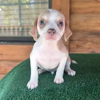 Hoagie , a male Chiweenie for sale in Saint Augustine, FL – 1 of 3