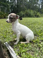 Bubbles, a female Chiweenie for sale in Saint Augustine, FL – 7 of 10