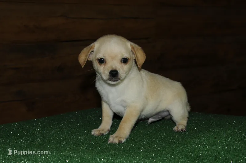 Cookie, a male Chiweenie for sale in Saint Augustine, FL – Photo 1 of 5