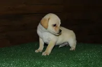 Cookie, a male Chiweenie for sale in Saint Augustine, FL – Photo 2 of 5