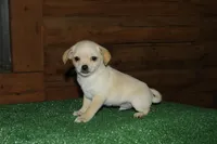 Cookie, a male Chiweenie for sale in Saint Augustine, FL – Photo 5 of 5