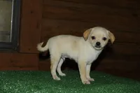 Cookie, a male Chiweenie for sale in Saint Augustine, FL – Photo 4 of 5