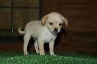 Cookie, a male Chiweenie for sale in Saint Augustine, FL – Photo 3 of 5