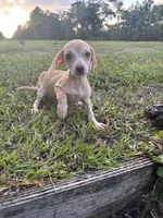 Bud, a male Chiweenie for sale in Saint Augustine, FL – 3 of 4