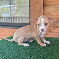 Josie, a female Chiweenie for sale in Saint Augustine, FL – 3 of 5