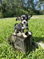 Mario, a male Chihuahua for sale in Saint Augustine, FL – 2 of 4