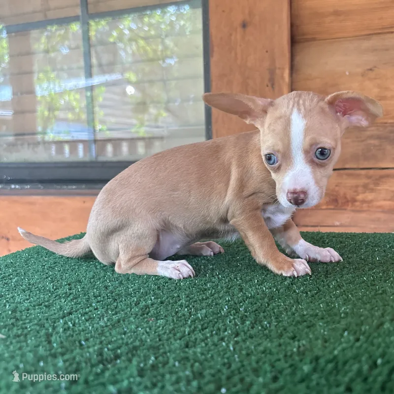 Josie – Chiweenie puppy for sale in Saint Augustine, FL