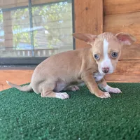 Josie, a female Chiweenie for sale in Saint Augustine, FL – 1 of 5
