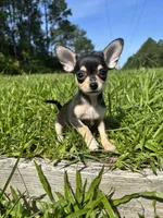 Junebug, a female Chihuahua for sale in Saint Augustine, FL – 2 of 4