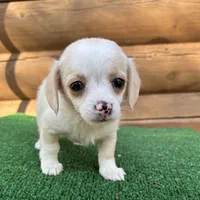 Lemonade, a female Poodle - Miniature  and Miniature Dachshund for sale in Saint Augustine, FL – Photo 2 of 6
