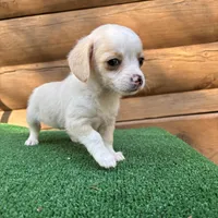 Lemonade, a female Poodle - Miniature  and Miniature Dachshund for sale in Saint Augustine, FL – Photo 6 of 6