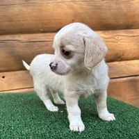 Lemonade, a female Poodle - Miniature  and Miniature Dachshund for sale in Saint Augustine, FL – Photo 3 of 6
