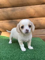 Lemonade, a female Poodle - Miniature  and Miniature Dachshund for sale in Saint Augustine, FL – Photo 1 of 6