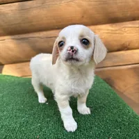 Lemonade, a female Poodle - Miniature  and Miniature Dachshund for sale in Saint Augustine, FL – Photo 4 of 6