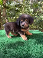Leo, a male Chiweenie for sale in Saint Augustine, FL – 4 of 6