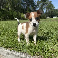 Joey, a male Jack Russell Terrier and Chihuahua for sale in Saint Augustine, FL – 1 of 6