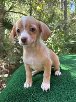 Lulu, a female Chiweenie for sale in Saint Augustine, FL – 6 of 6