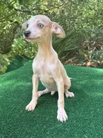 Georgie, a male Chiweenie for sale in Saint Augustine, FL – 4 of 5