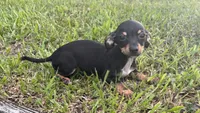 Miller, a male Chiweenie for sale in Saint Augustine, FL – 2 of 5