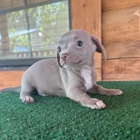 Ninja, a male Chiweenie for sale in Saint Augustine, FL – 4 of 6