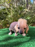 Frizzy, a female Chinese Crested for sale in Saint Augustine, FL – 2 of 5