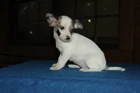 Bubbles, a female Chiweenie for sale in Saint Augustine, FL – Photo 3 of 3