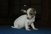Bubbles, a female Chiweenie for sale in Saint Augustine, FL – Photo 2 of 3