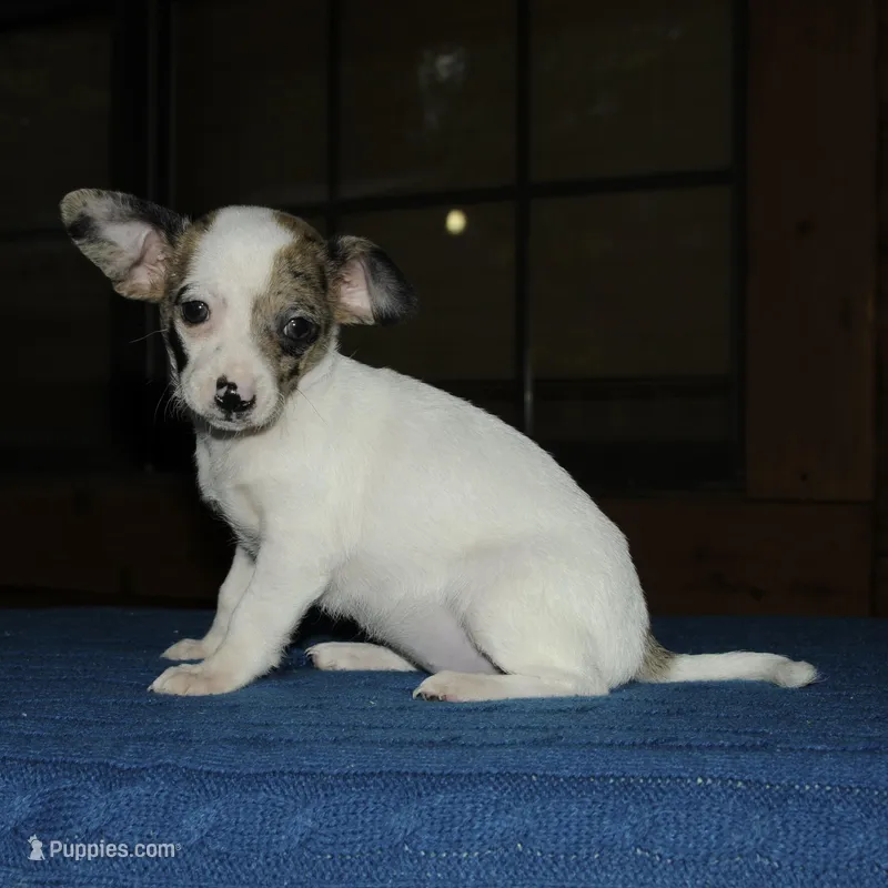 Bubbles – Chiweenie puppy for sale in Saint Augustine, FL