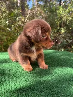 Banks , a male Chiweenie for sale in Saint Augustine, FL – 3 of 6