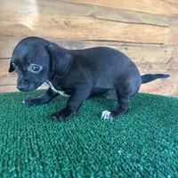 Princess, a female Chiweenie for sale in Saint Augustine, FL – 5 of 5