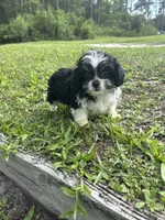 Luna, a female Chihuahua and Shih Tzu for sale in Saint Augustine, FL – 5 of 9
